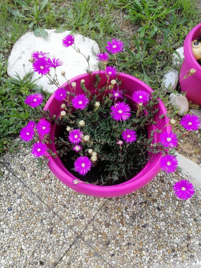 Lovely & Garden - Pres Des Plages Apartment Cagnes-sur-Mer