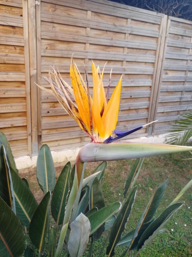Apartment Lovely & Garden - Pres Des Plages Cagnes-sur-Mer